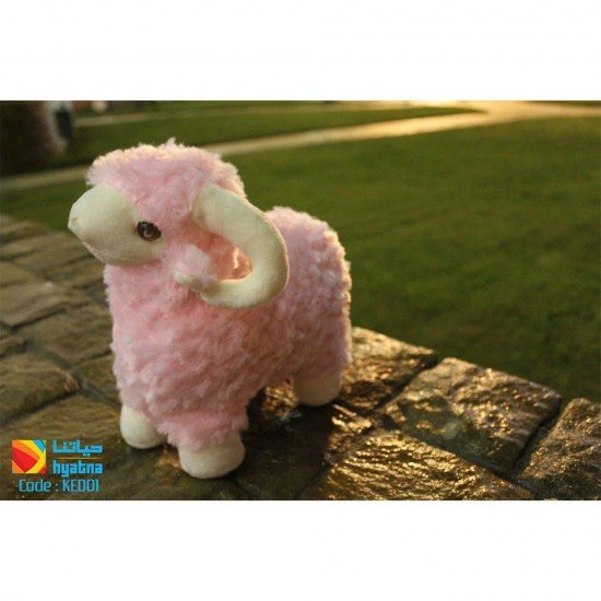 The sheep of Eid Al-Adha