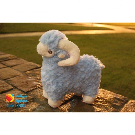 The sheep of Eid Al-Adha